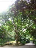 this tree was planted to commemorate Nelson Mandela's visit to the botanical gardens in 1997.  : by anealis314, Views[351]