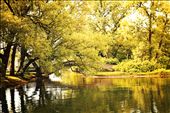 I always wanted to visit Central Islands in Toronto. This bridge across a pond at Central Islands caught my attention. It looks great in between the tree and pond. Just like in the lap of mother nature.: by angadskhalsa, Views[485]