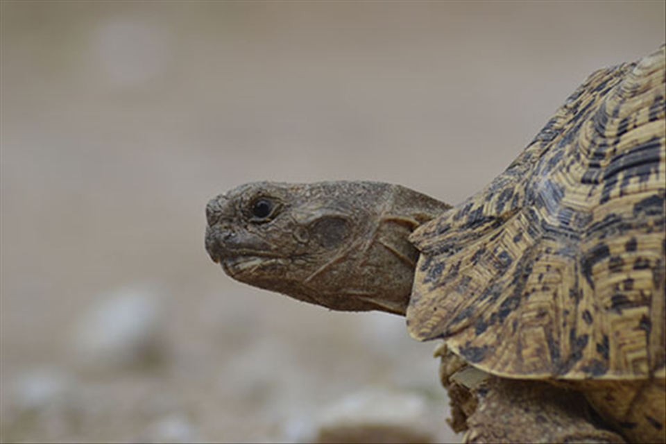 I'm a fast speed bump, I promise. - 30.01.2014