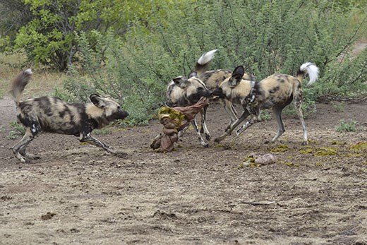 When two wild dogs quarrel, a third rejoices. - 01.02.2014