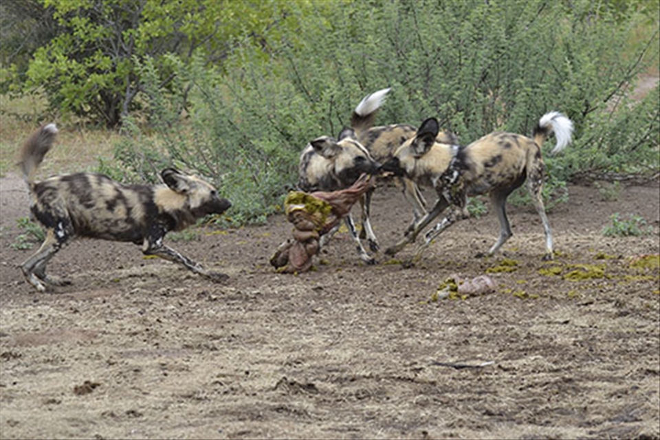 When two wild dogs quarrel, a third rejoices. - 01.02.2014