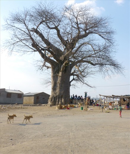 When Brazilian mining company Vale moved into the northern Mozambican town of Moatize, they displaced an entire community to make way for a massive coal mine, shifting some people to a housing development called “25 de setembro”. Here, there is no longer land to grow food and, without a river, water is something that people must now pay for. This is one of the only trees in an otherwise barren tract of land.