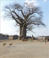 When Brazilian mining company Vale moved into the northern Mozambican town of Moatize, they displaced an entire community to make way for a massive coal mine, shifting some people to a housing development called “25 de setembro”. Here, there is no longer land to grow food and, without a river, water is something that people must now pay for. This is one of the only trees in an otherwise barren tract of land.: by angelluminate, Views[937]