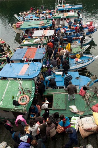 THE LANDING.
Because of the lack of infrastructure, people go by from ship to ship, as a makeshift dock, with several pounds of potatoes on their shoulders, seafood baskets or bouquets from the area, toward a free market left to one side. However, many products stay in the boat and this is how the boats become floating businesses. Many local families come to bargain with the people who are on board, in search of lambs (live), seafood or meat, which is slaughtered in the same place. Although Angelmó has changed a lot  since the nineteenth century, this scenario, both the arrival and landing of these fishermen and farmers, is still a sight to many visitors.