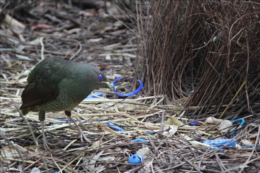 Bowerbirds are very closely related to birds of paradise. This female satin bowerbird is decorating around the outside of the bower with an arrangement of blue artifacts such as bottle tops, hairties, lego, drinking straws, pegs and a variety of plastic objects preparing to attract the male bowerbird.