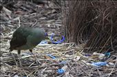 Bowerbirds are very closely related to birds of paradise. This female satin bowerbird is decorating around the outside of the bower with an arrangement of blue artifacts such as bottle tops, hairties, lego, drinking straws, pegs and a variety of plastic objects preparing to attract the male bowerbird.: by angieharris, Views[442]