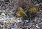 Clicking  sounds along with the courtship dance, the bowerbird  fans and flaps her wings and tail moving in an up and down motion, it was an impressive show to watch alongside with the male satin bowerbird.: by angieharris, Views[1204]