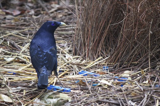 Such striking blue eyes, and their feathers black, sometimes a giving deep shiny blue appearance. Male bowerbirds weave intricate display areas (bowers) out of twigs and decorate their bowers with blue objects to attract a  potential mate.  