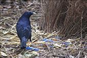 Such striking blue eyes, and their feathers black, sometimes a giving deep shiny blue appearance. Male bowerbirds weave intricate display areas (bowers) out of twigs and decorate their bowers with blue objects to attract a  potential mate.  : by angieharris, Views[890]