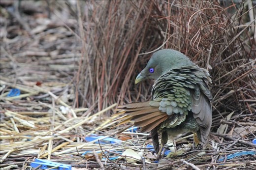 This satin bowerbird is about to start her dance around the bower, her feathers a ruffled and her mate is watching nearby, She has to be on guard  to ward of potential rivals whilst trying to impress her mate.