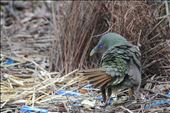 This satin bowerbird is about to start her dance around the bower, her feathers a ruffled and her mate is watching nearby, She has to be on guard  to ward of potential rivals whilst trying to impress her mate.: by angieharris, Views[582]