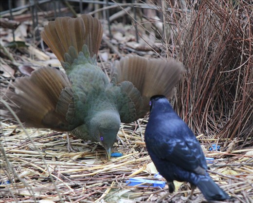 The female satin bowerbird bows in the front of the bower, fanning her feathers and bobbing up and down (her courtship dance) making an impressive display to attract her male counterpart.
