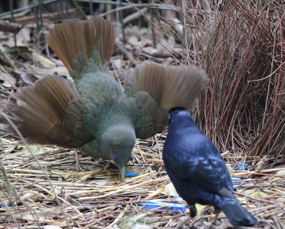 The female satin bowerbird bows in the front of the bower, fanning her feathers and bobbing up and down (her courtship dance) making an impressive display to attract her male counterpart.
