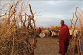 Sunrise with the Masai  as they do a morning head count of their animals in the boma.: by angiel, Views[1206]