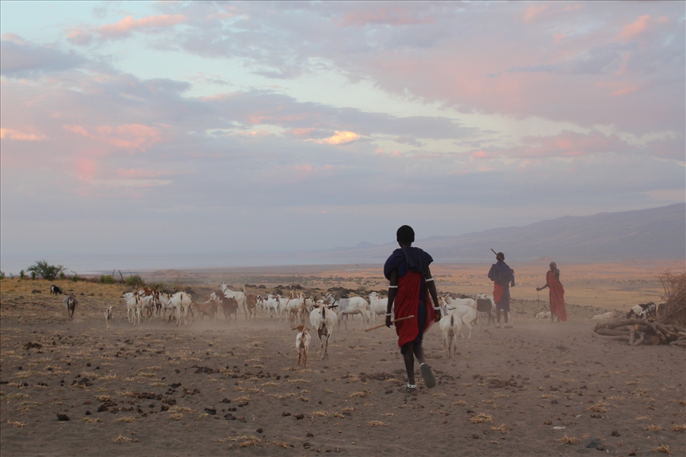 The herding of cattle and goats is a constant daily routine to allow the animals to graze the land. The Masai herd them back inside their boma overnight for safe keeping from other animals and tribes.