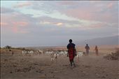 The herding of cattle and goats is a constant daily routine to allow the animals to graze the land. The Masai herd them back inside their boma overnight for safe keeping from other animals and tribes.: by angiel, Views[1165]