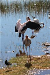 by angiel, Views[304]