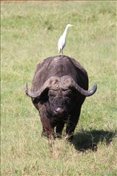 by angiel, Views[436]