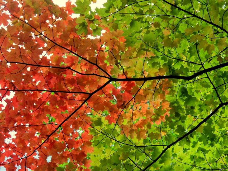 Running through the forest in Providence Bay, you are so aware that the world is changing right before our eyes.We are dared to chase the change, be the change and embrace the world around us. 