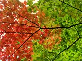 Running through the forest in Providence Bay, you are so aware that the world is changing right before our eyes.We are dared to chase the change, be the change and embrace the world around us. : by angiesantics, Views[276]
