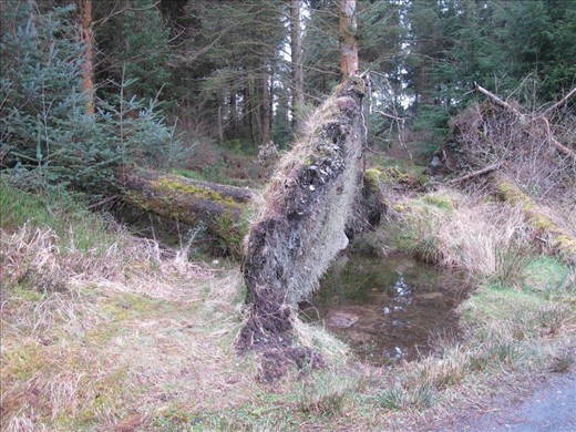 A tipped over fir that has decided to grow vigorously in its new position.
