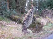A tipped over fir that has decided to grow vigorously in its new position.: by anijensen, Views[439]