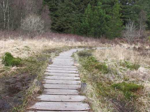 Wooden walkway through the marsh, Wales