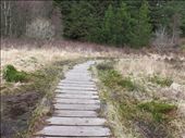 Wooden walkway through the marsh, Wales: by anijensen, Views[494]