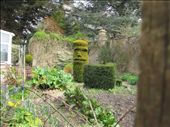 Easter Island topiary near Malmesbury.: by anijensen, Views[816]