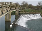 Swan on the River Avon, Malmesbury.: by anijensen, Views[1008]