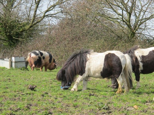 The pig is taller and fatter than the ponies!