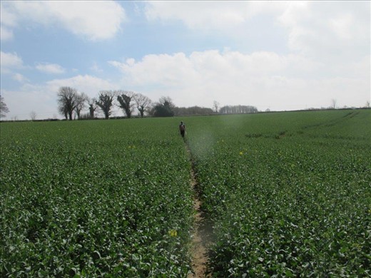 Trekking across a field of rapeseed (canola)