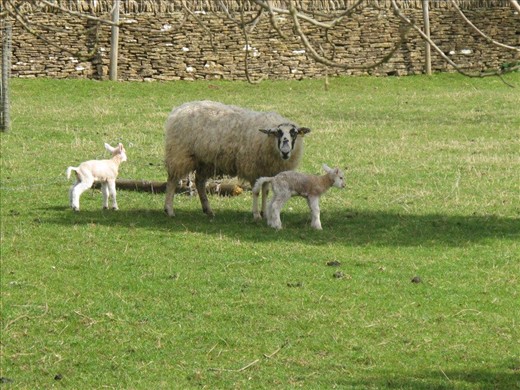 Just born, still staggering about