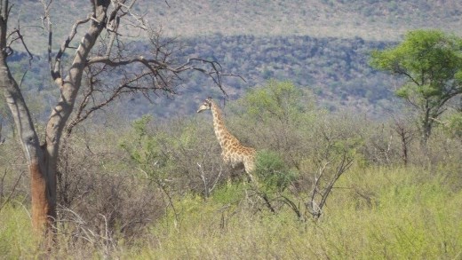 Giraffe munching on thorny acacia trees