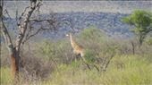 Giraffe munching on thorny acacia trees: by anijensen, Views[198]