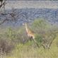 Giraffe munching on thorny acacia trees: by anijensen, Views[204]