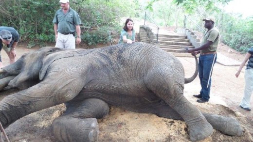 This elephant was willing to lay on his side and eat snacks, while we touched and prodded him all over.