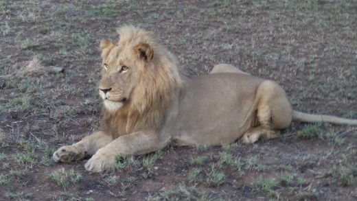 Young male lion relaxing in the heat of the day