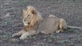 Young male lion relaxing in the heat of the day: by anijensen, Views[143]