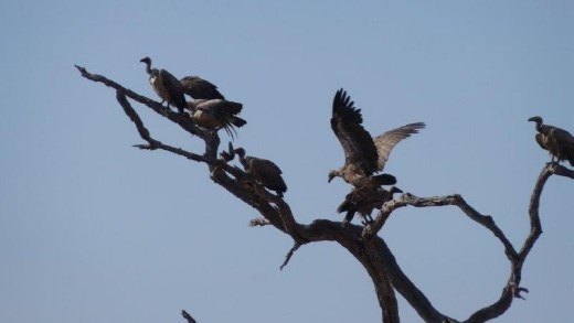 We interrupted their meal of the impala remains on our morning walk, they are patiently waiting for us to move on.