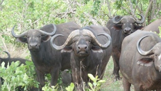 Pretty unnerving to have these Cape Buffalo staring at us