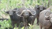 Pretty unnerving to have these Cape Buffalo staring at us: by anijensen, Views[171]