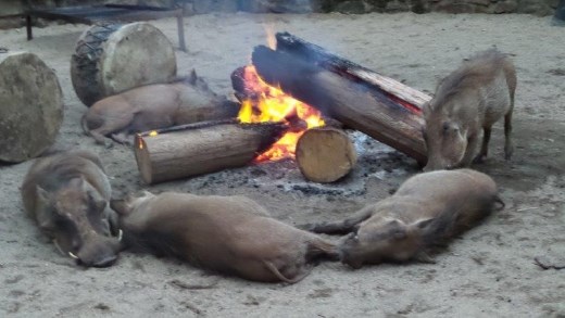 When the sun went down, these guys headed straight for the fireside (Swaziland, Milwane Game Reserve)