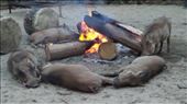 When the sun went down, these guys headed straight for the fireside (Swaziland, Milwane Game Reserve): by anijensen, Views[442]