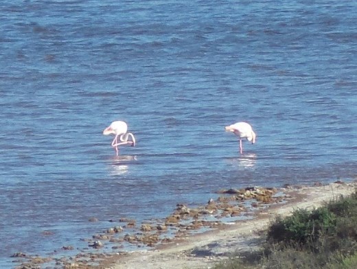 Greater Flamingoes near Port Elizabeth