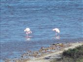 Greater Flamingoes near Port Elizabeth: by anijensen, Views[229]