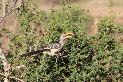 What is this bird, and what movie made it famous?