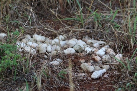 Whose are these, and why are they white?