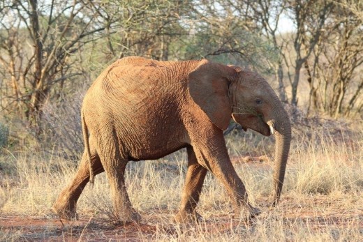 Young elephant with grass in mouth