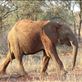 Young elephant with grass in mouth: by anijensen, Views[177]